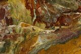 Polished Stromatolite (Conophyton) Fossil - Australia #180200-1
